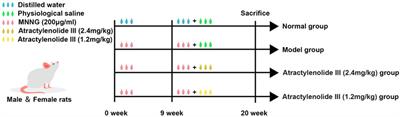 Atractylenolide III Attenuates Angiogenesis in Gastric Precancerous Lesions Through the Downregulation of Delta-Like Ligand 4